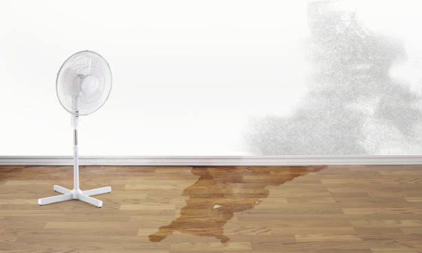 Best Mold removal after water damage  in Cloverly, MD